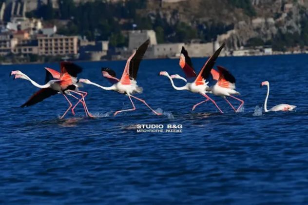 Πανέμορφα φλαμίνγκο έκαναν στάση στο Ναύπλιο